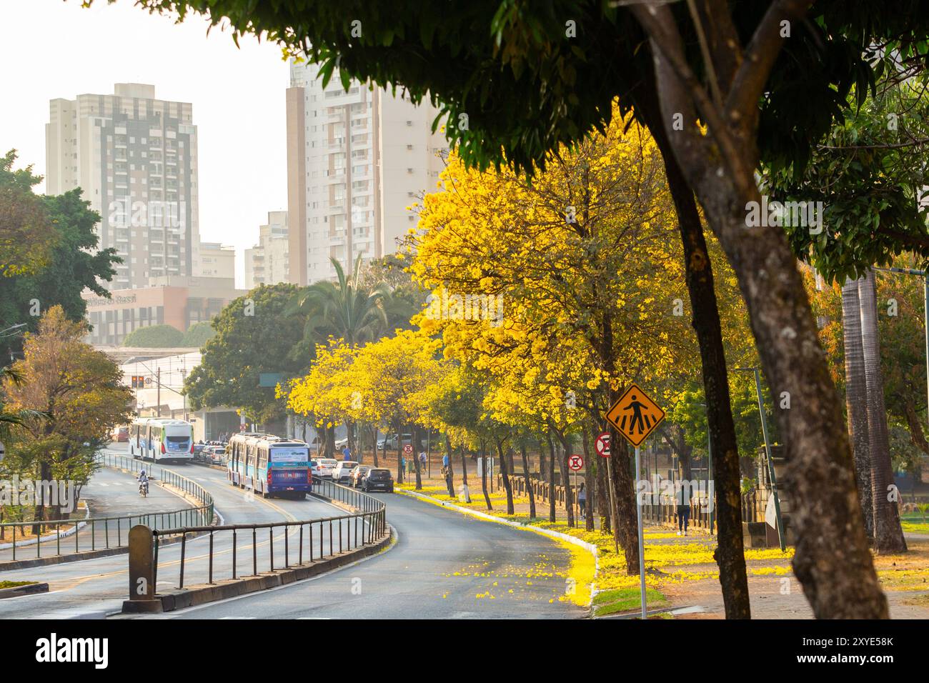 Goiania, Goias, Brésil – 28 août 2024 : courbe sur un tronçon de l’Avenida Anhanguera plein d’arbres ipe jaunes. Banque D'Images