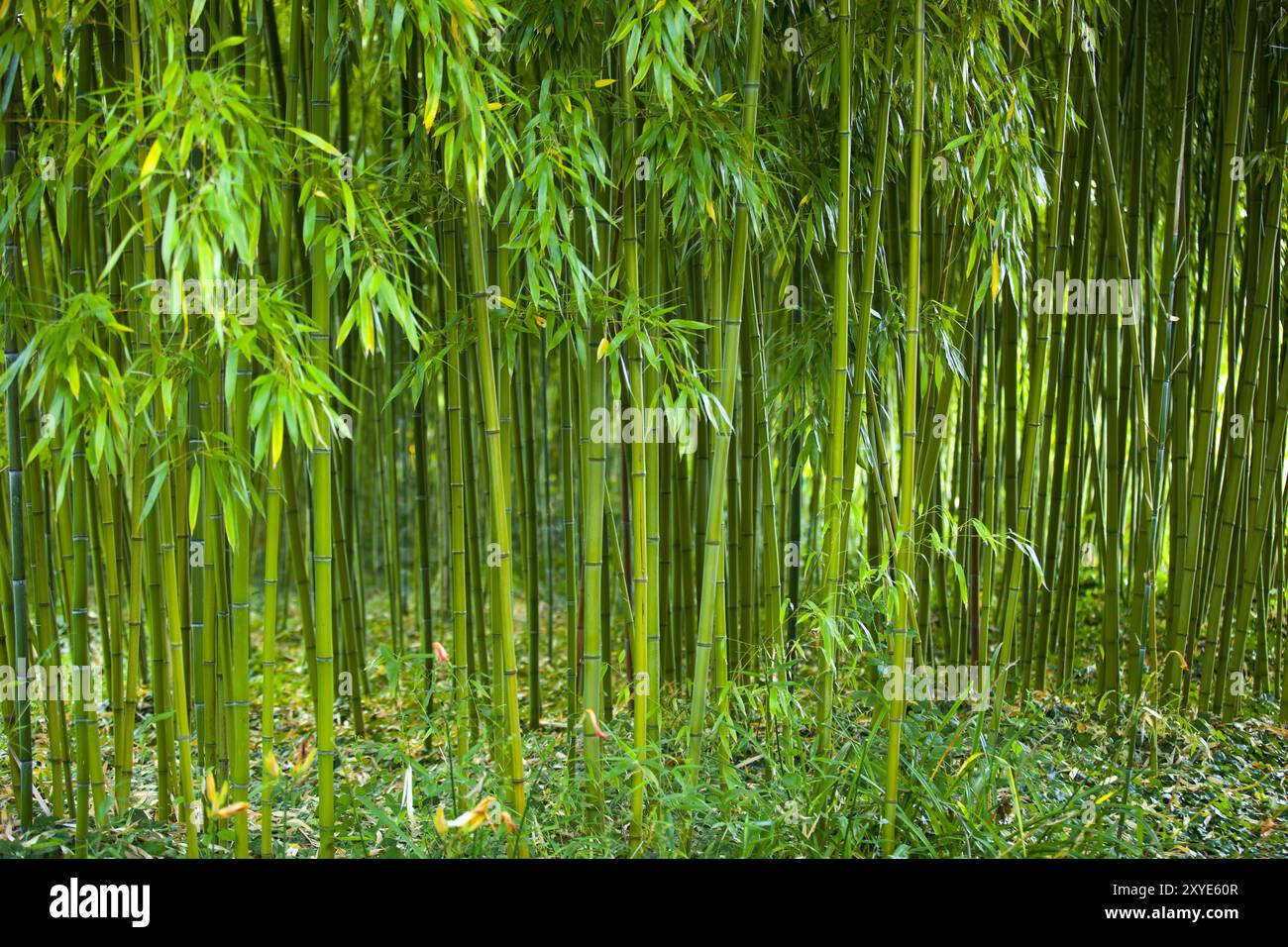 Bambou, jardin Claude Monet, Giverny, France, Europe Banque D'Images