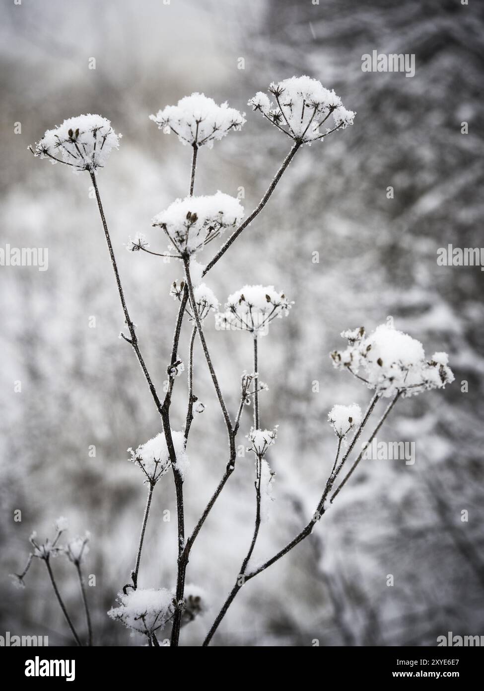 Plante couverte de neige en hiver Banque D'Images