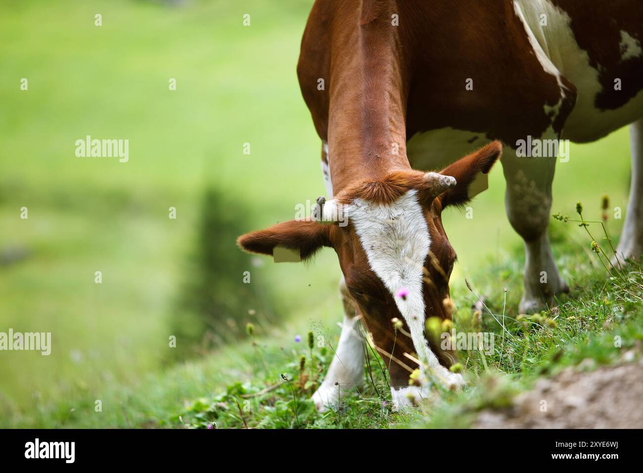 Vaches sur les alpages en été dans les Alpes autrichiennes Banque D'Images