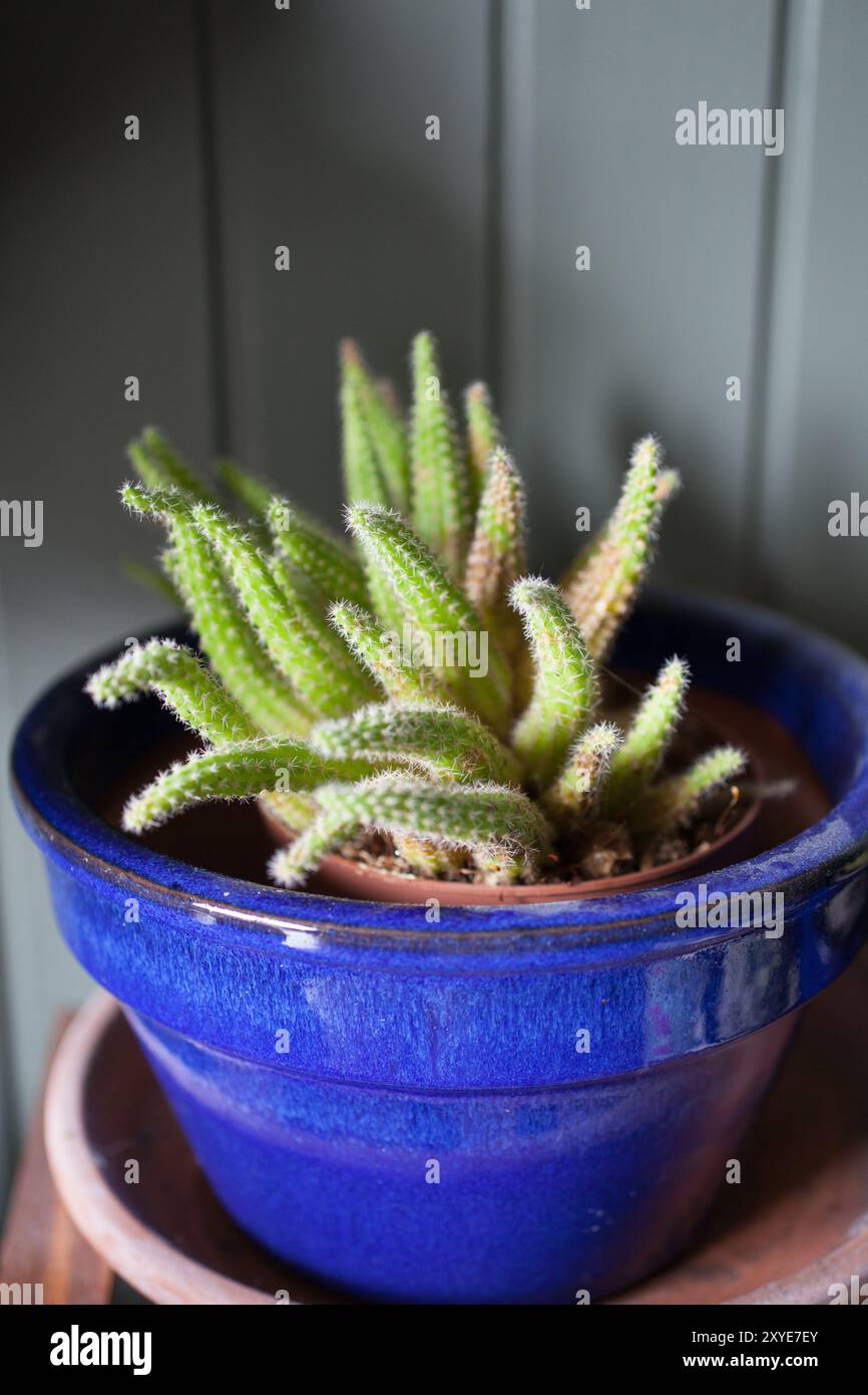 Une plante d'intérieur Cactus Mouse Tail, mise en pot dans un petit pot bleu à la lumière du jour Banque D'Images