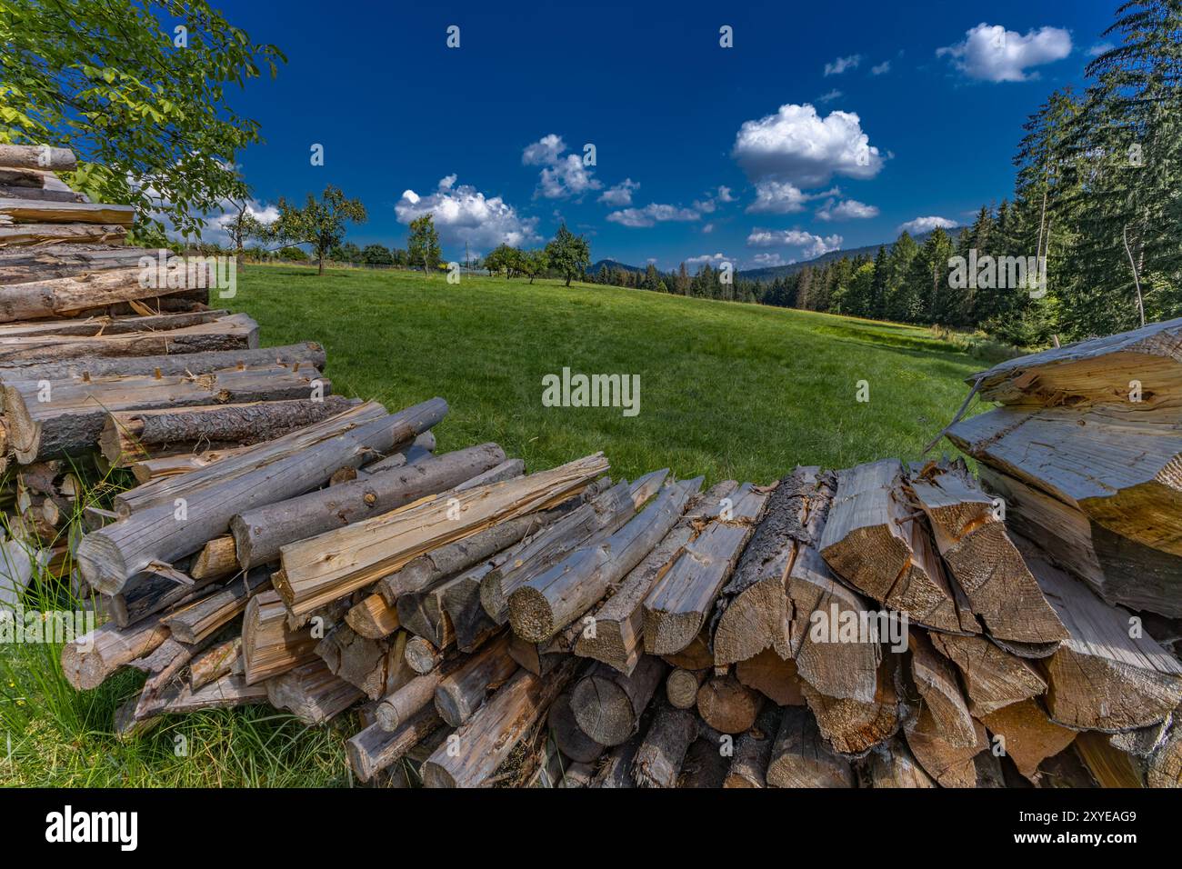 Vieux arbres coupés dans la forêt dans les montagnes empilées, préparant du combustible pour l'hiver, chauffant la maison avec du bois Banque D'Images