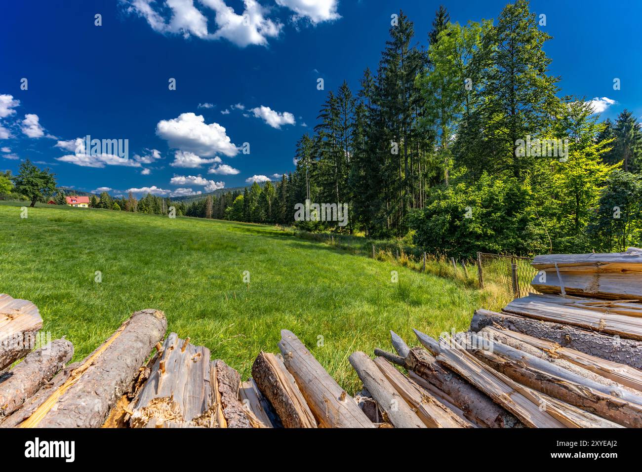 Vieux arbres coupés dans la forêt dans les montagnes empilées, préparant du combustible pour l'hiver, chauffant la maison avec du bois Banque D'Images