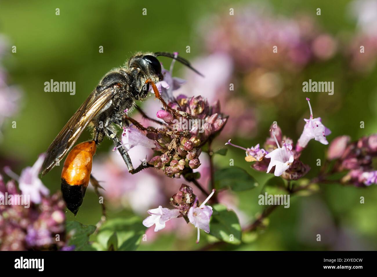 Wasp sable commun Banque D'Images