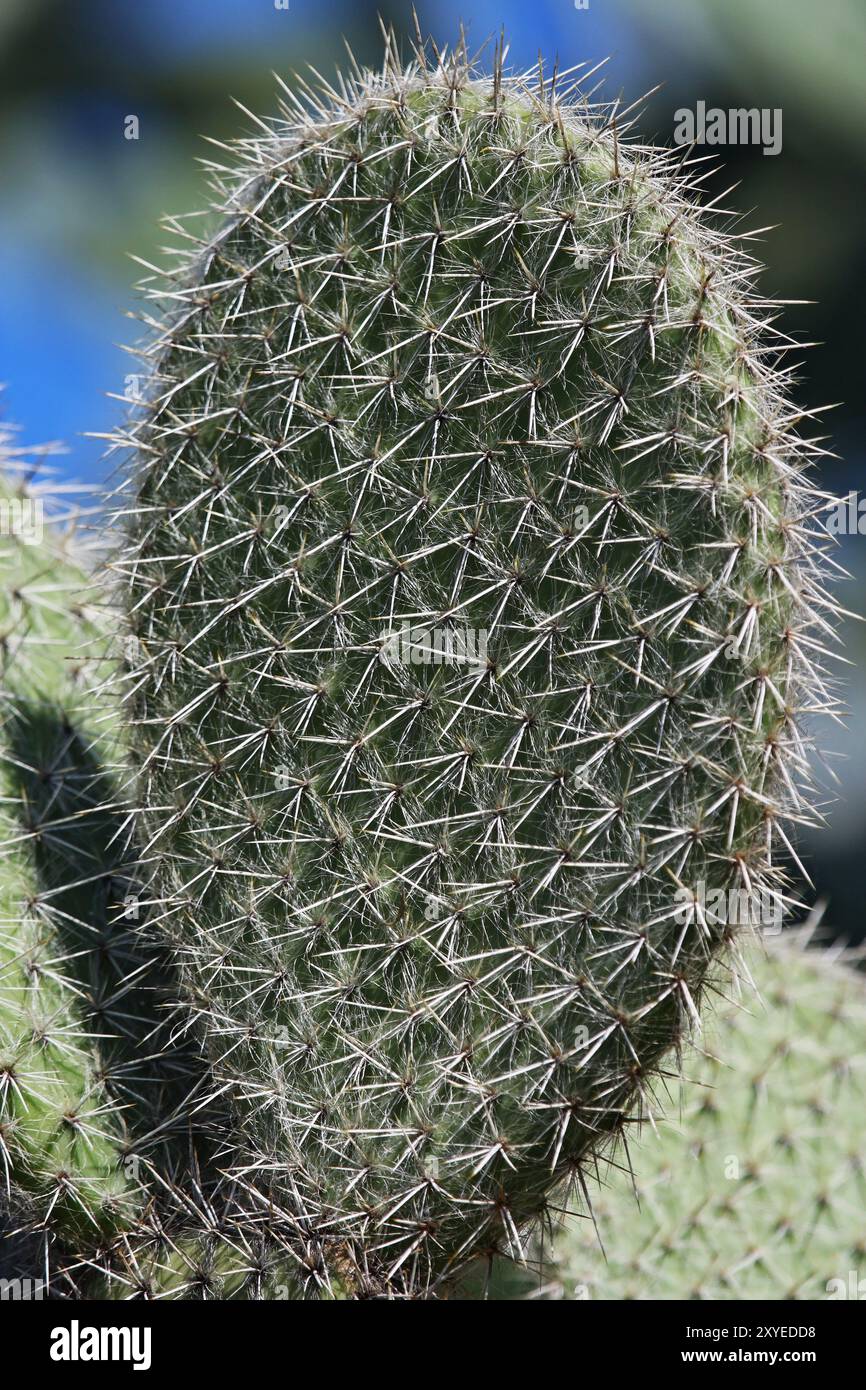 Piquant Banque D'Images