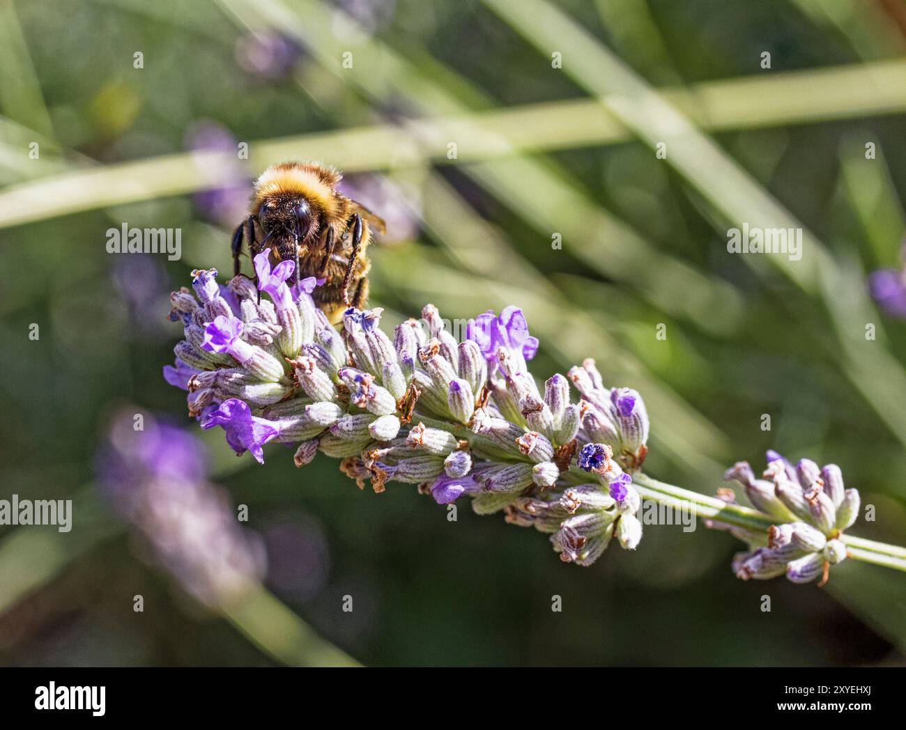 Abeille collectant le nectar de lanandre, Lavandula, plante, août, Northumberland, ROYAUME-UNI Banque D'Images