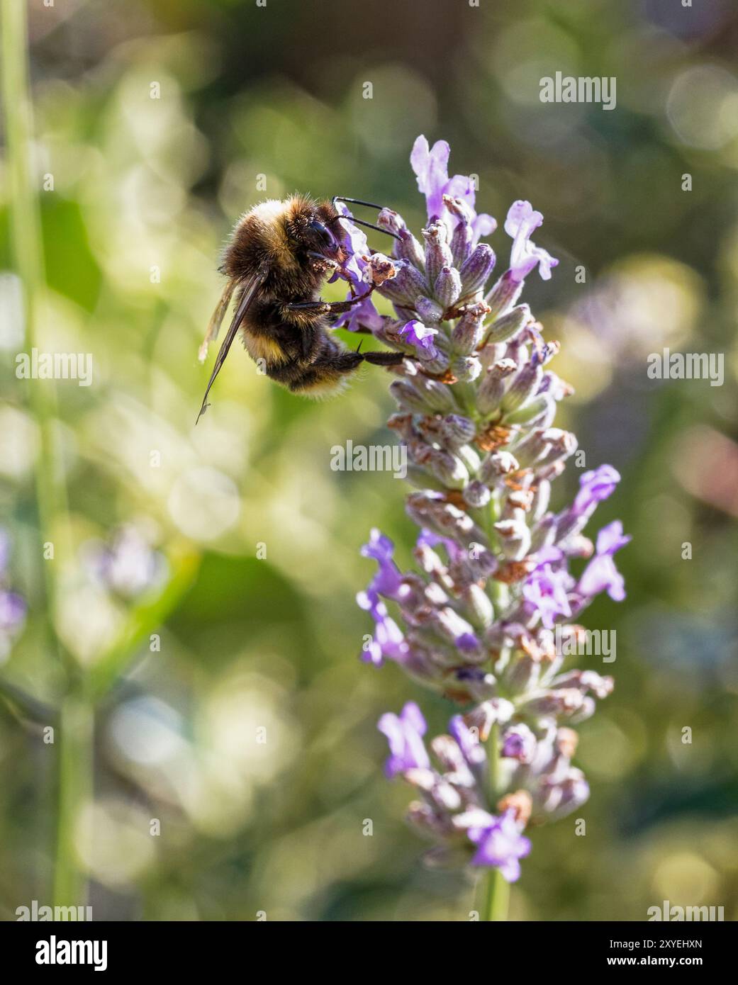 Abeille collectant le nectar de lanandre, Lavandula, plante, août, Northumberland, ROYAUME-UNI Banque D'Images