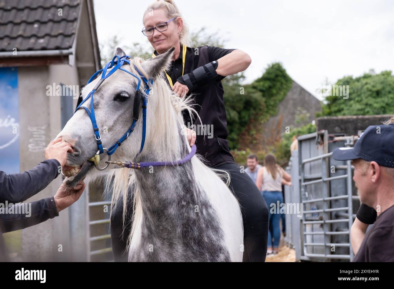 Femme à cheval, cheval gris et blanc, la bouche étant tenue ouverte vérifiant les dents. Ballycastle, Royaume-Uni : 26 août 2024. Banque D'Images