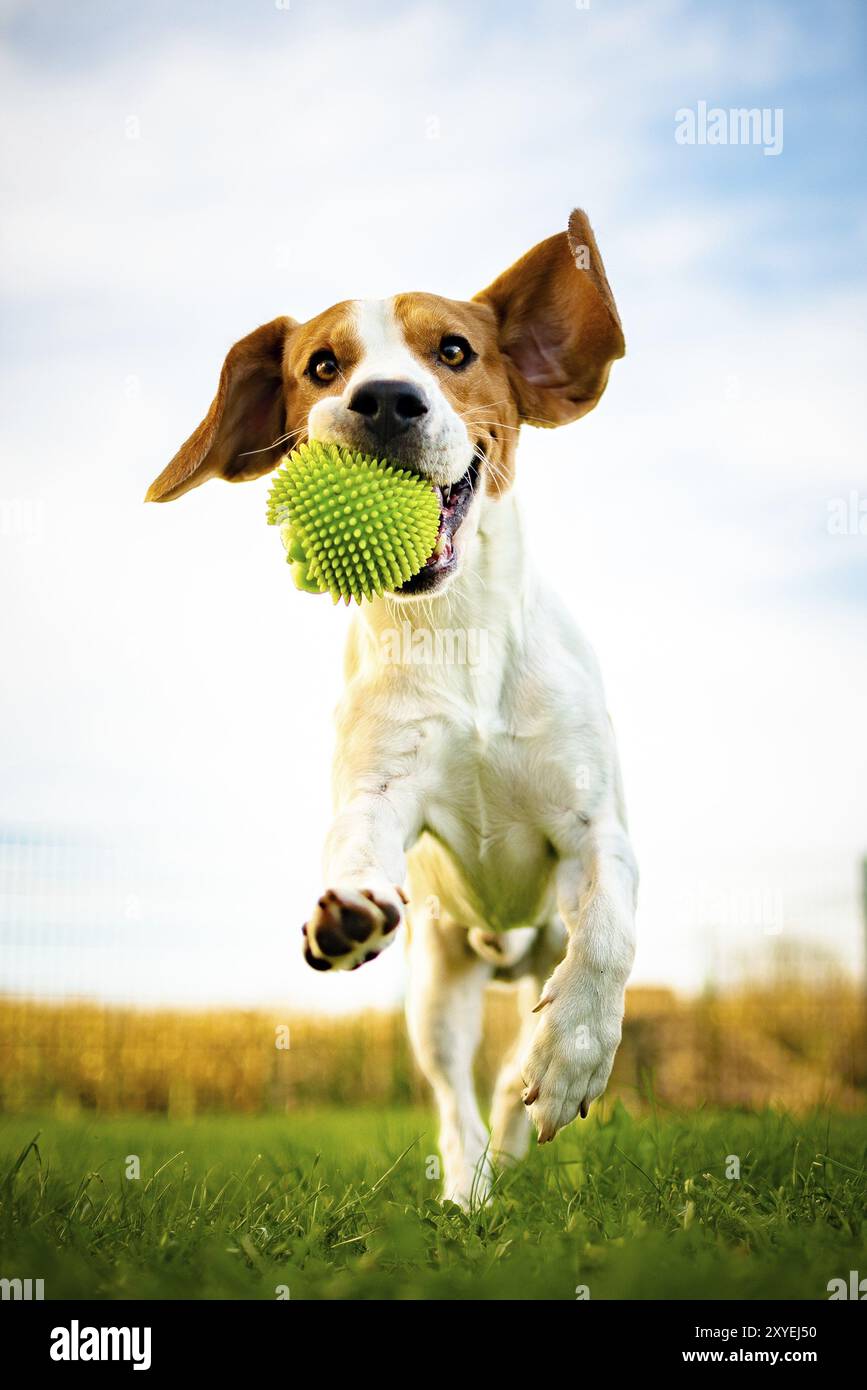 Portrait de beau chien en plein air, courant plein d'énergie positive, récupérant une balle. Thème de fond animal Banque D'Images