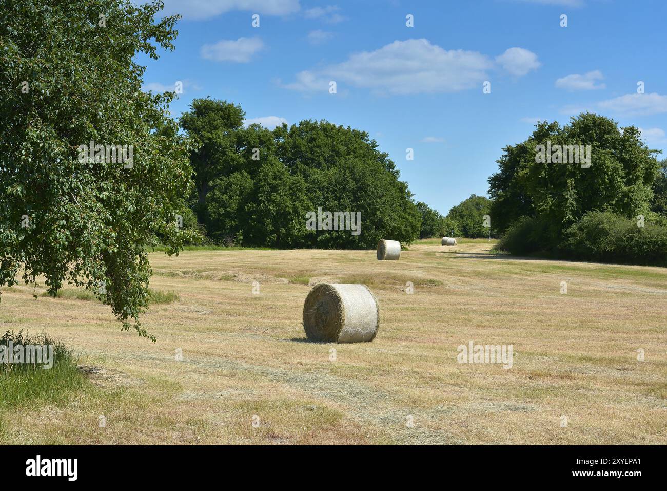 Foin roulant dans un paysage naturel Banque D'Images