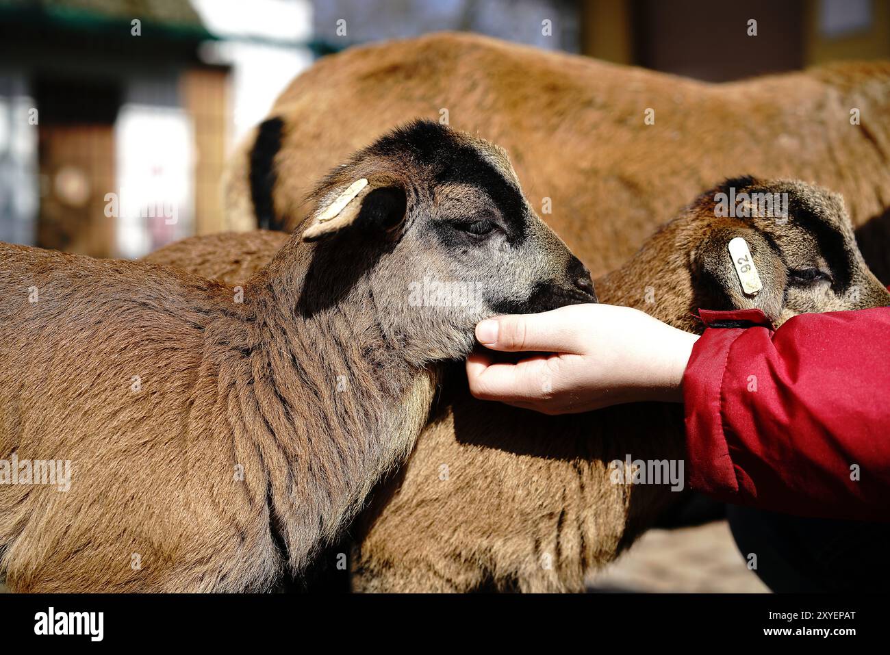 Jeunes moutons caméra dans un zoo pour enfants Banque D'Images