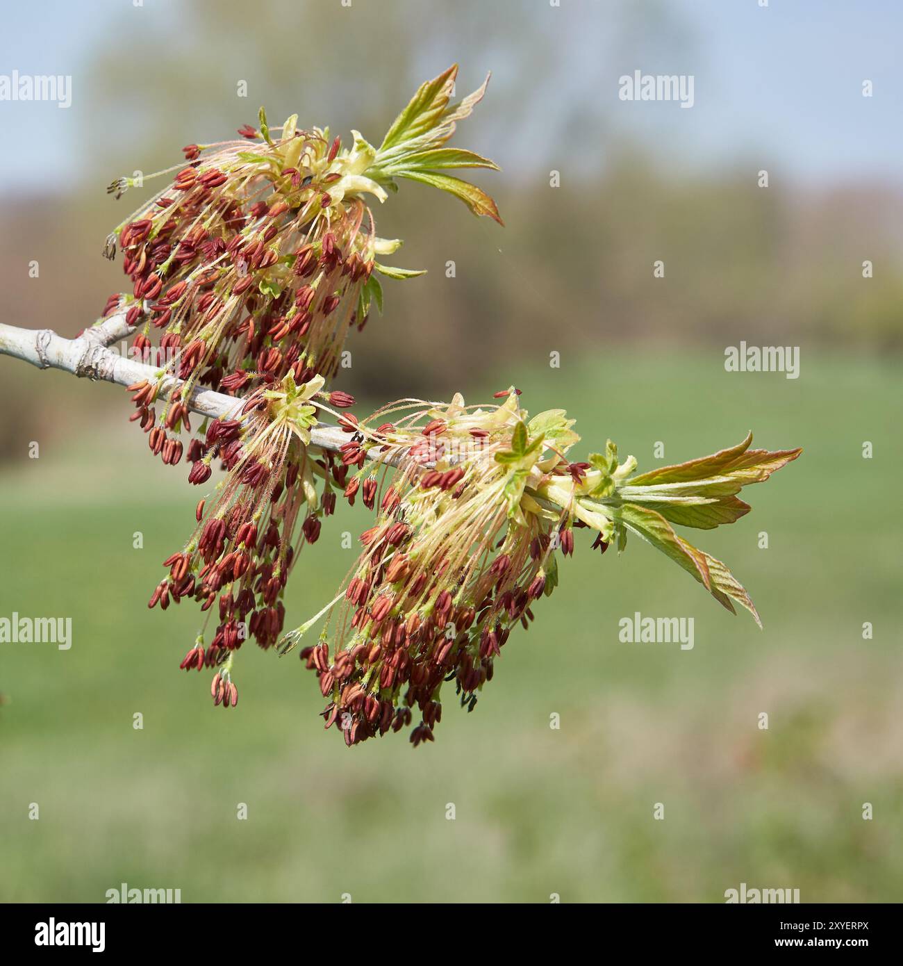 Gros plan d'un érable frêne en fleurs au printemps Banque D'Images