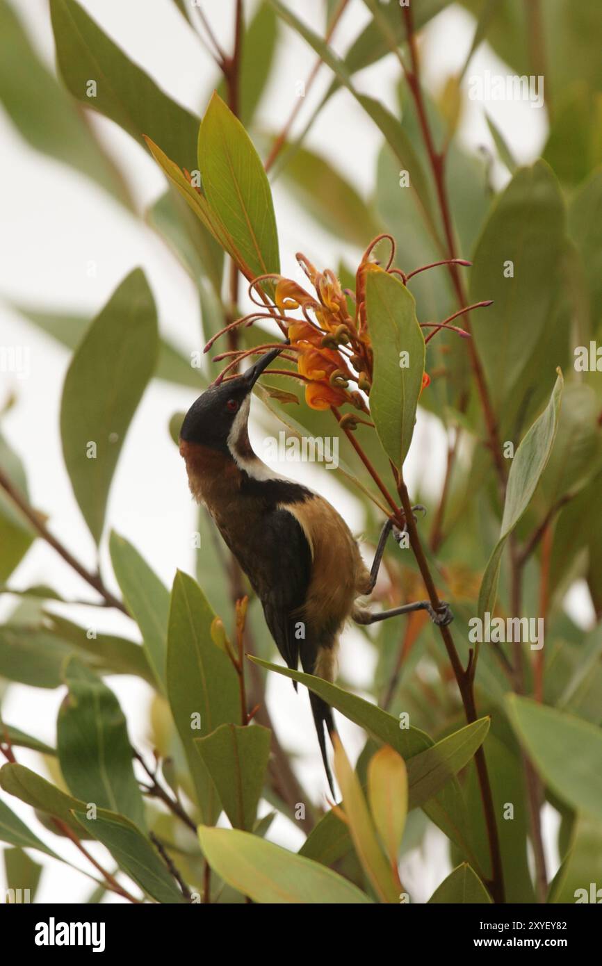 Bec d'épine de l'est (Acanthorhynchus tenuirostris) assis dans un buisson dans le parc national de Lamington, Queensland, Australie. Bec d'épine de l'est (Acanthorh Banque D'Images