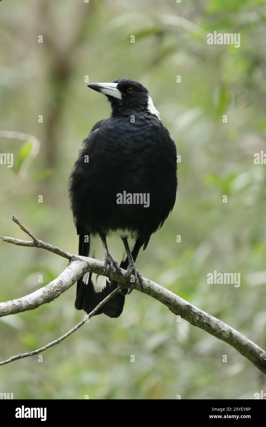 Magpie australienne (Cracticus tibicen) assis sur une branche dans le Queensland, Australie, Océanie Banque D'Images