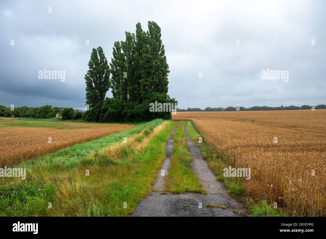 Prairies colorées dans la campagne danoise autour de Norre Alslev, Lolland, Danemark Banque D'Images