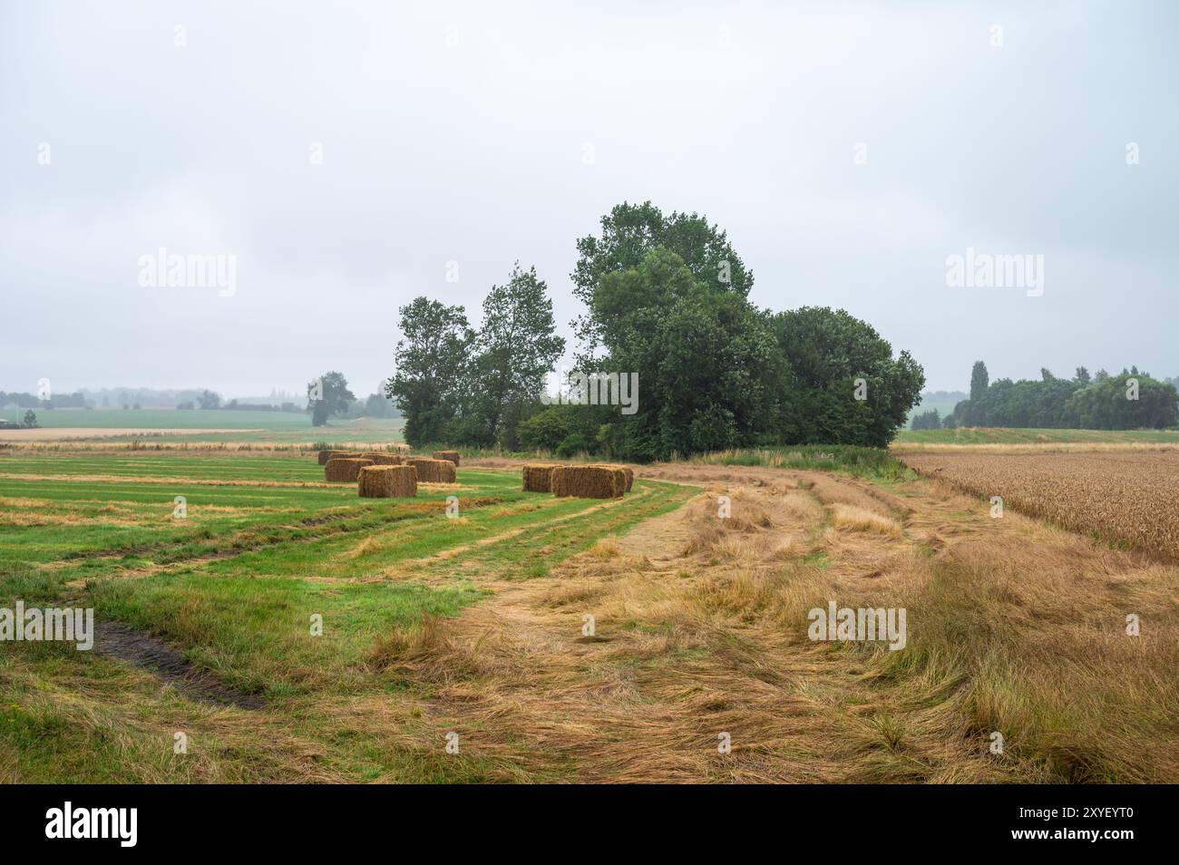 Prairies colorées dans la campagne danoise autour de Norre Alslev, Lolland, Danemark Banque D'Images