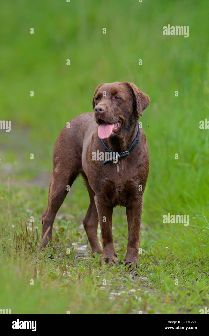 Photo de mon Brown Labrador Retriever. Elle s'appelle Trille, et elle a 5 ans. Banque D'Images