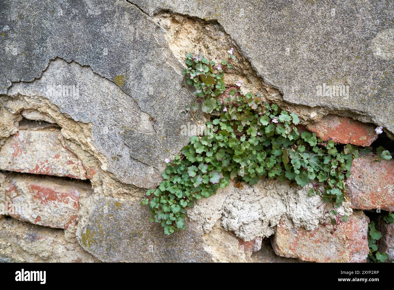 Mur délabré dans le vieux centre-ville de Karlovy Vary en République tchèque Banque D'Images