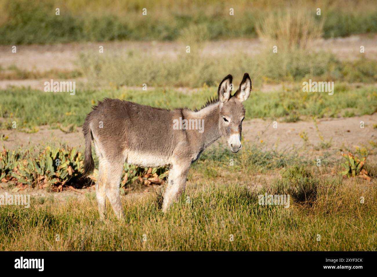 Burro Foal photographié dans la lumière du matin d'été près de Beatty Nevada Banque D'Images