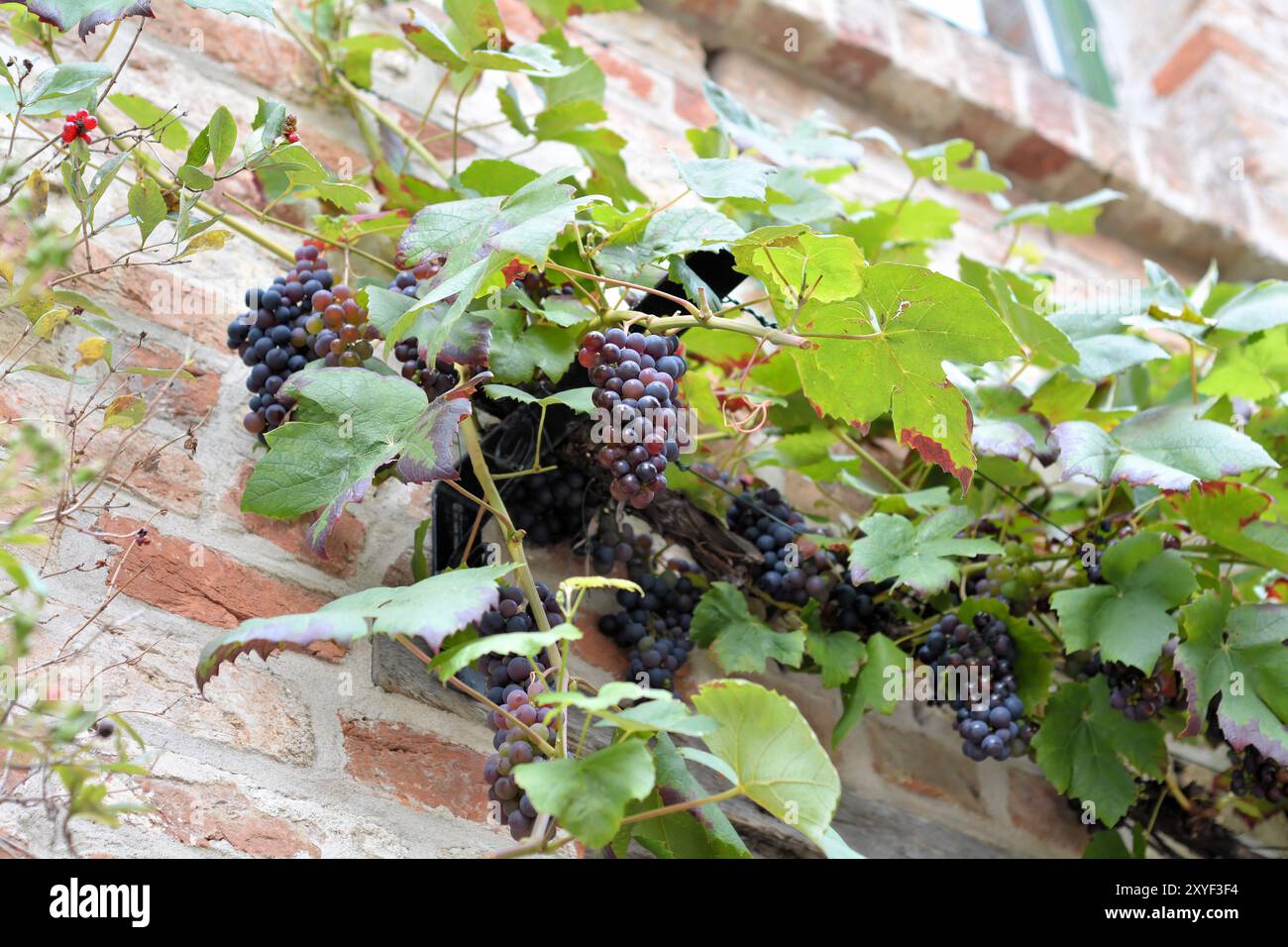 Vignes sur la façade d'une vieille maison Banque D'Images