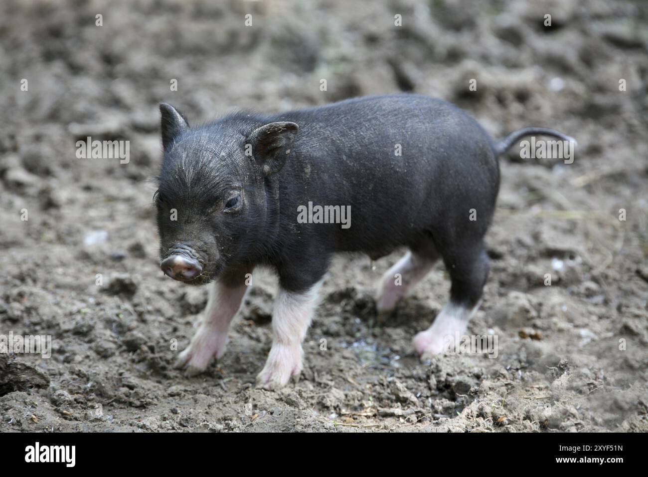 Cochon vietnamien-pot Banque D'Images