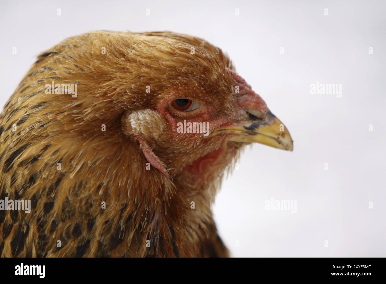 Poule Brahma Banque D'Images