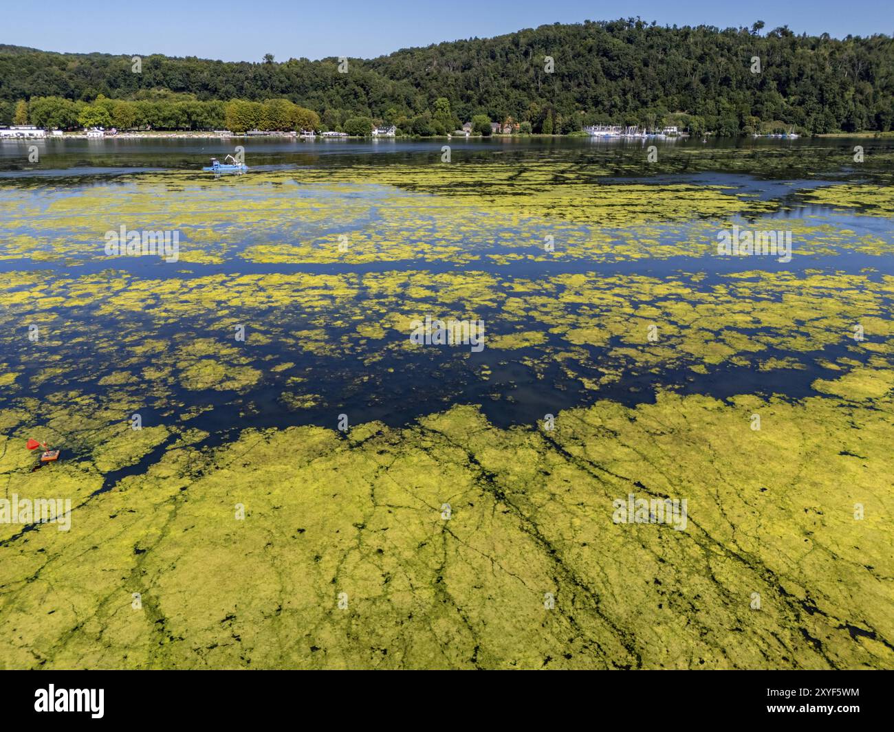 Ruhrverband bateau faucheur en action contre waterweed, Elodea, une espèce envahissante, tapis vert de plantes sur le lac Baldeney à Essen, la croissance rapide a Banque D'Images