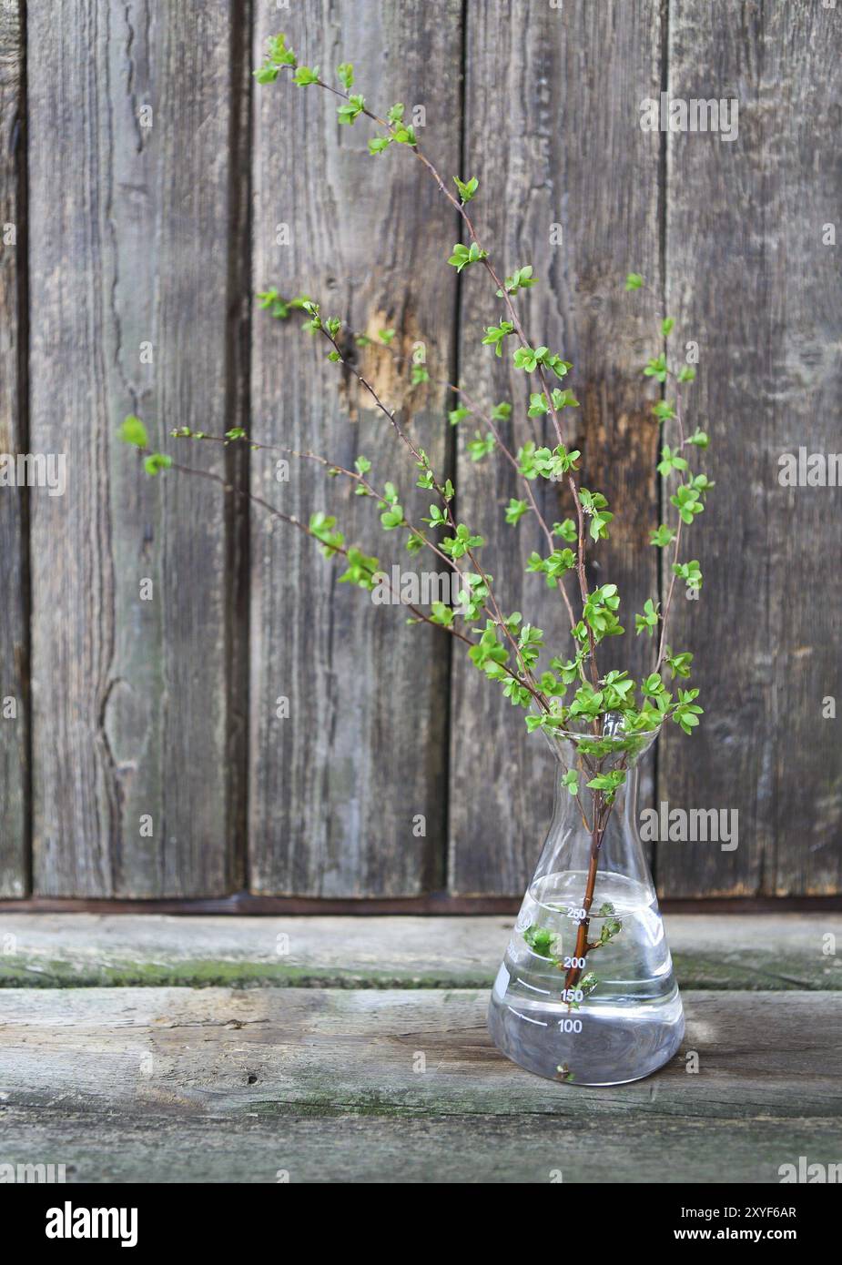 Direction générale de la branche avec des feuilles juste épanouissement sur fond de bois et de l'espace vide pour le texte. Copier l'espace. Le printemps ! Banque D'Images