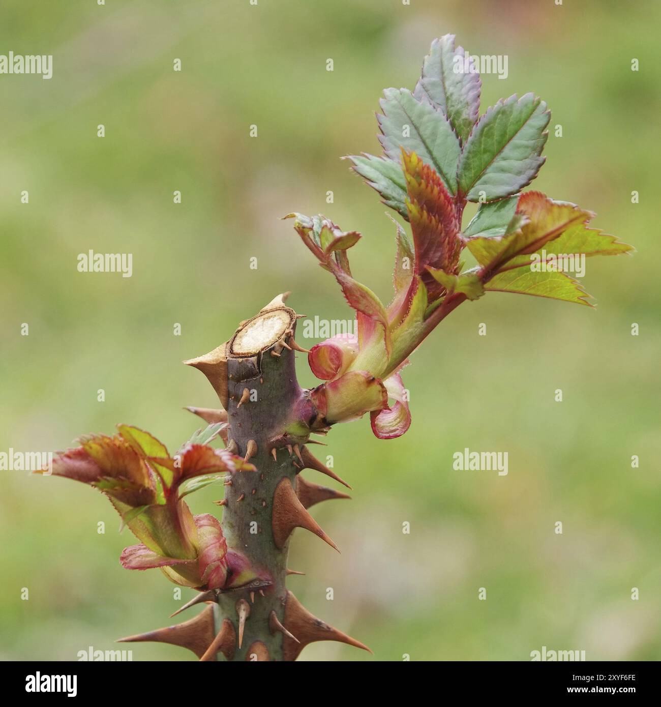 Rose nouveau bourgeonnement, rose nouveau bourgeonnement 01 Banque D'Images