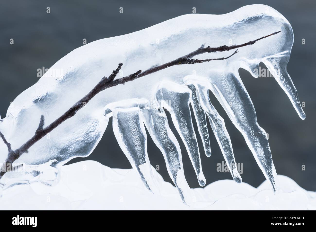 Branche couverte de glace, Norrbotten, Laponie, Suède, janvier 2016, Europe Banque D'Images