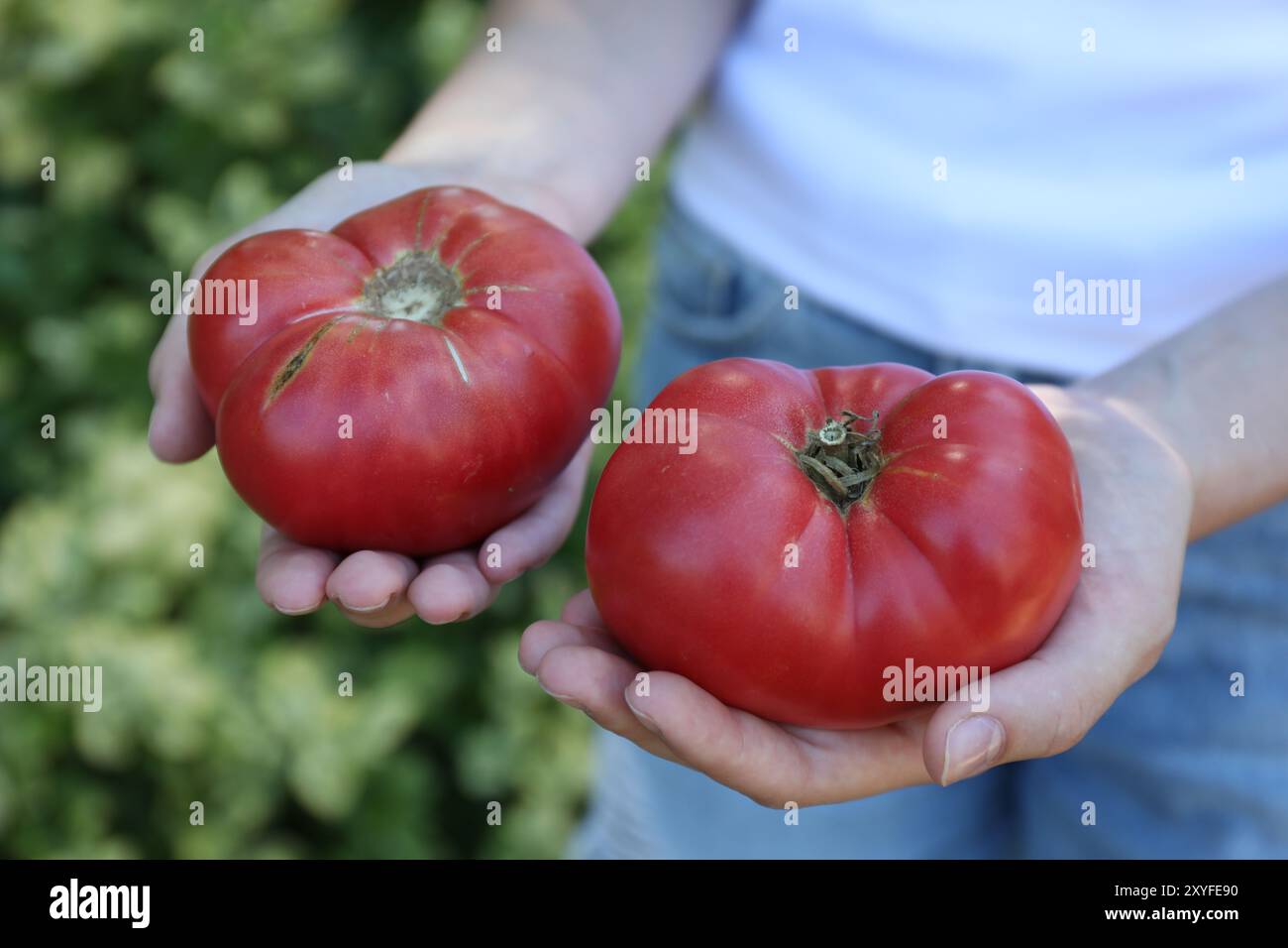 Femme tenant des tomates fraîches mûres à l'extérieur, gros plan Banque D'Images