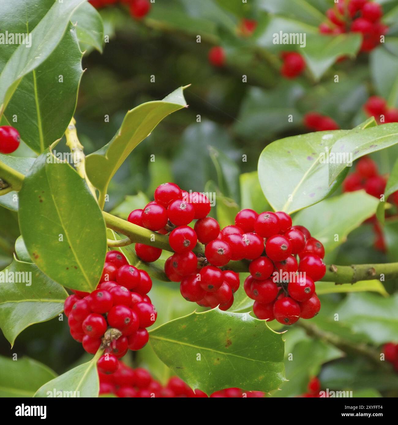 Ilex 03 Banque D'Images