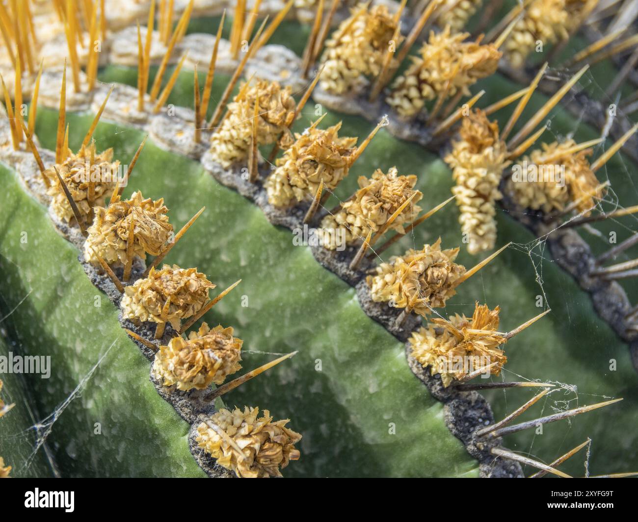 Gros plan d'un cactus vert avec des épines et des fleurs séchées, Lanzarote, îles Canaries, Espagne, Europe Banque D'Images