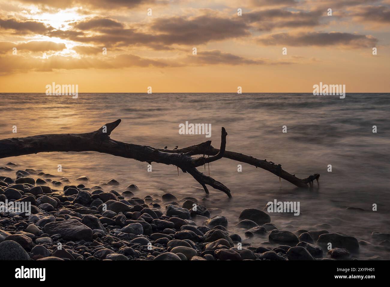 Bois flotté sur la côte de la mer Baltique près de Warnemuende Banque D'Images