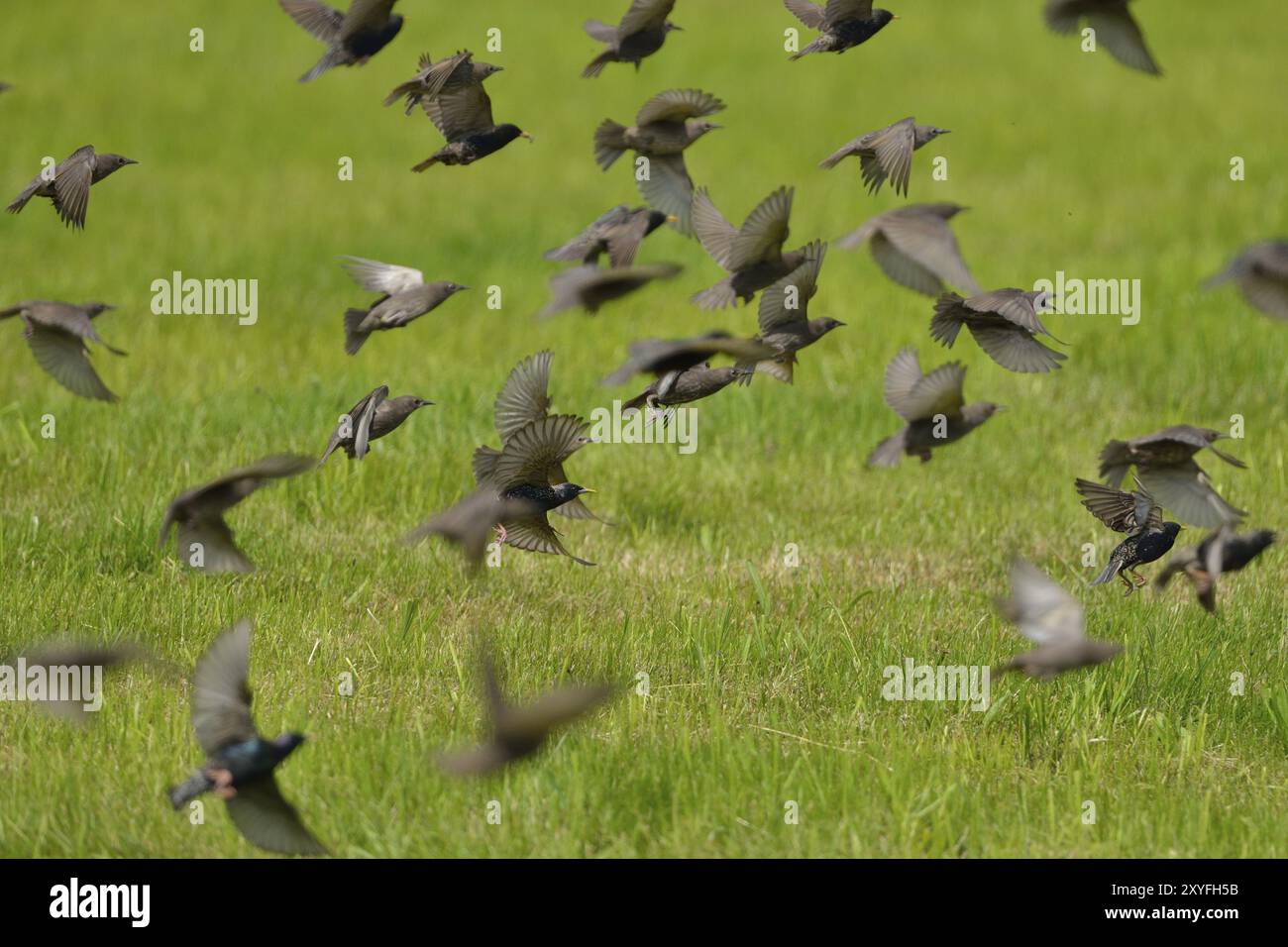 Étourneaux, volants en troupeaux, Sturnus vulgaris, étourneaux européens, passereaux Banque D'Images