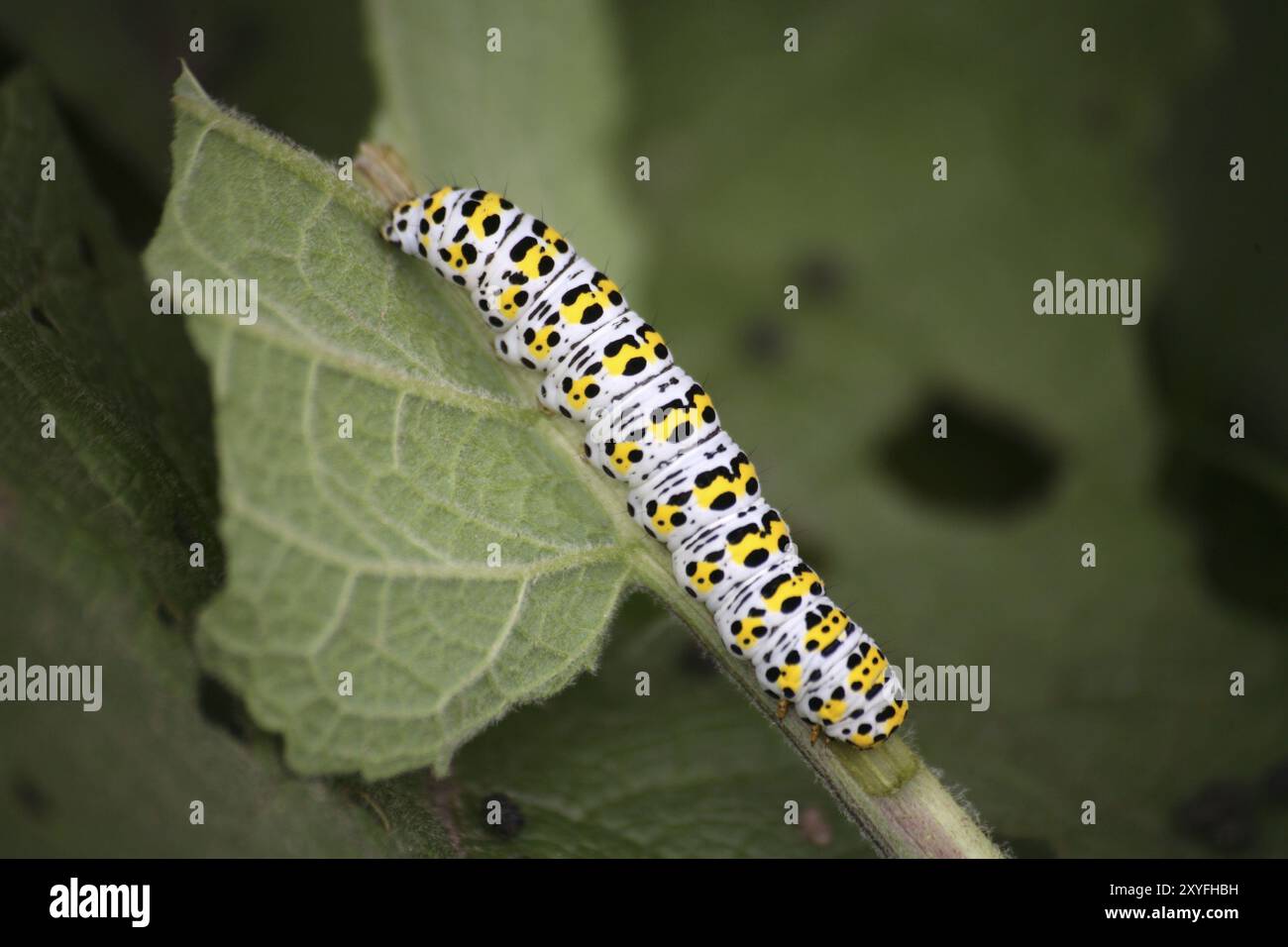 Chenille du moine molène, un papillon discret Banque D'Images