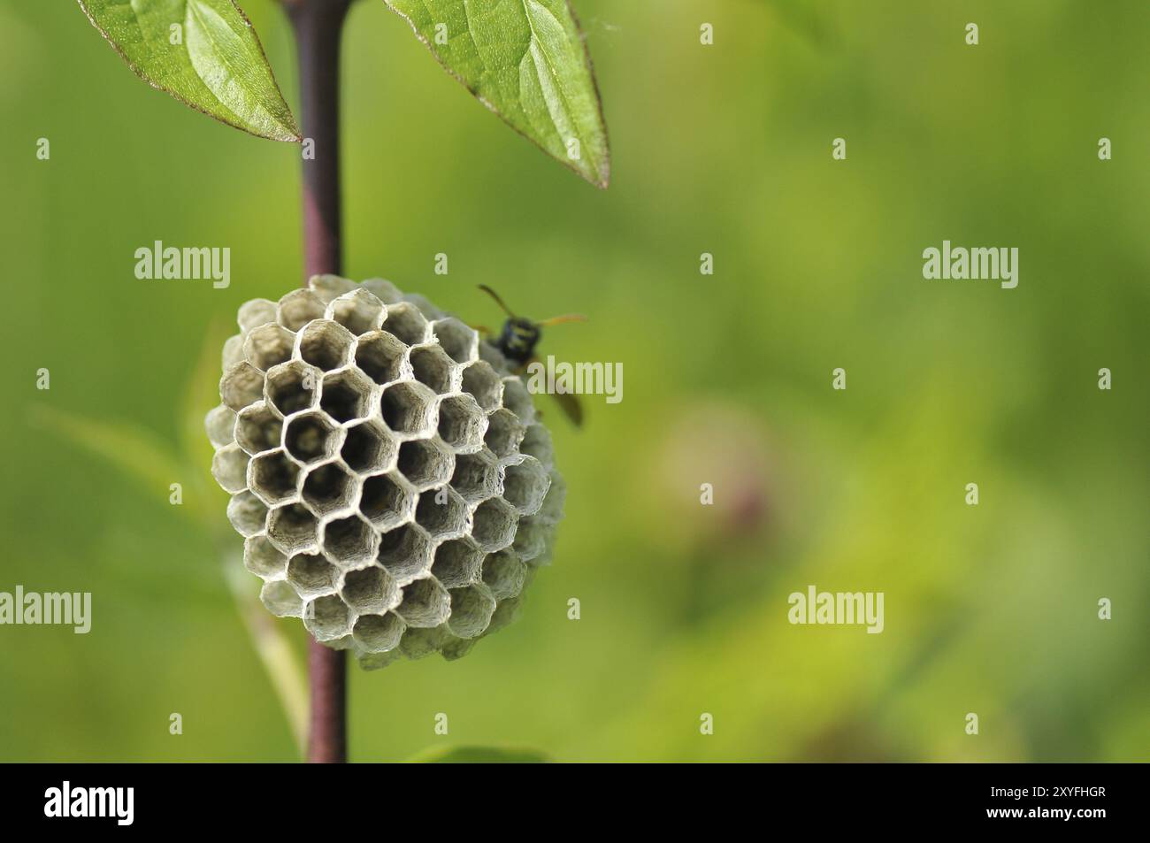 Guêpe des champs gauloise aussi guêpe des champs française, Polistes dominula à la construction du nid. Les polistinae sont des guêpes eusociales sur une prairie au nid Banque D'Images