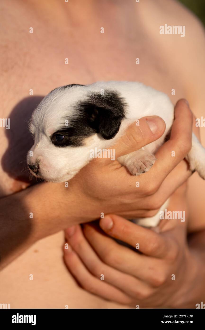 Un minuscule chiot Fox Terrier tenu délicatement dans les mains d'un homme, mettant en valeur l'innocence et la nature délicate d'un jeune chiot dans une étreinte chaleureuse. Banque D'Images