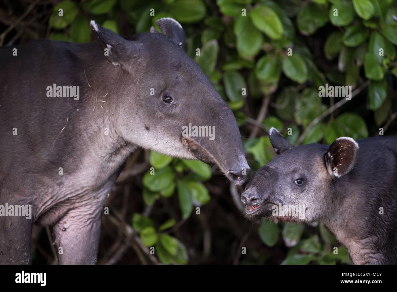 Tapir de Baird (Tapirus bairdii), mère et jeune, regardant dans la caméra, portrait d'animaux, dans la forêt tropicale, Parc National du Corcovado, Osa, Puntaren Banque D'Images