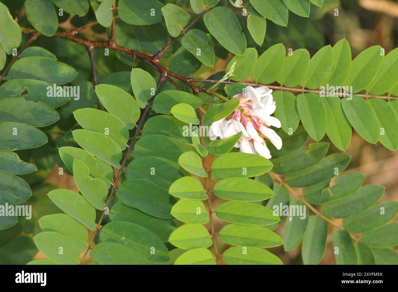 Macro d'un criquet noir. Fleurs de la robinia commune Banque D'Images
