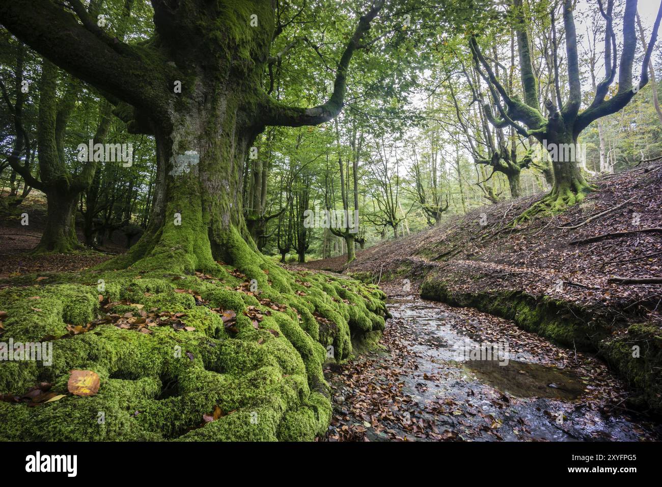 Hayedo de Otzarreta, fagus Sylvatica, parque Natural Gorbeia, Alava- Vizcaya, Euzkadi, Espagne, Europe Banque D'Images