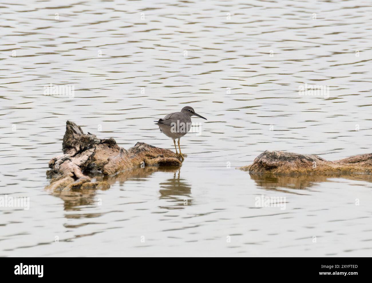 Wandering tattler, Wanderwasserläufer, Chevalier errant, Tringa incana, vándorcankó, Isabela Island, Galápagos, Équateur, Amérique du Sud Banque D'Images