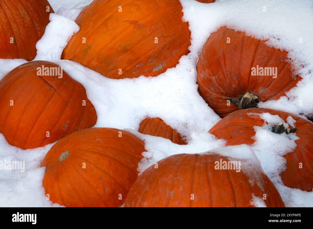 Citrouilles dans Snow Frisco Colorado Banque D'Images