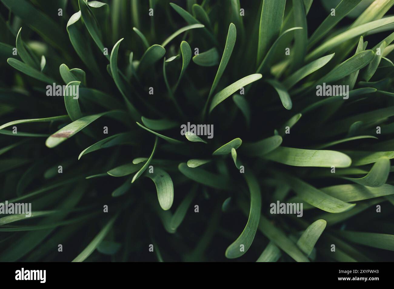 Petites feuilles d'ail vert frais avec effet macro. Banque D'Images