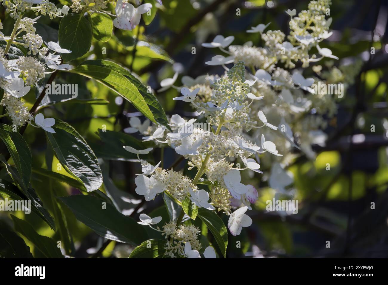 Pinky Winky panicle Hydrangea (Hydrangea paniculata) détail des fleurs. Originaire du sud et de l'est de la Chine, de la Corée, du Japon et de la Russie Banque D'Images