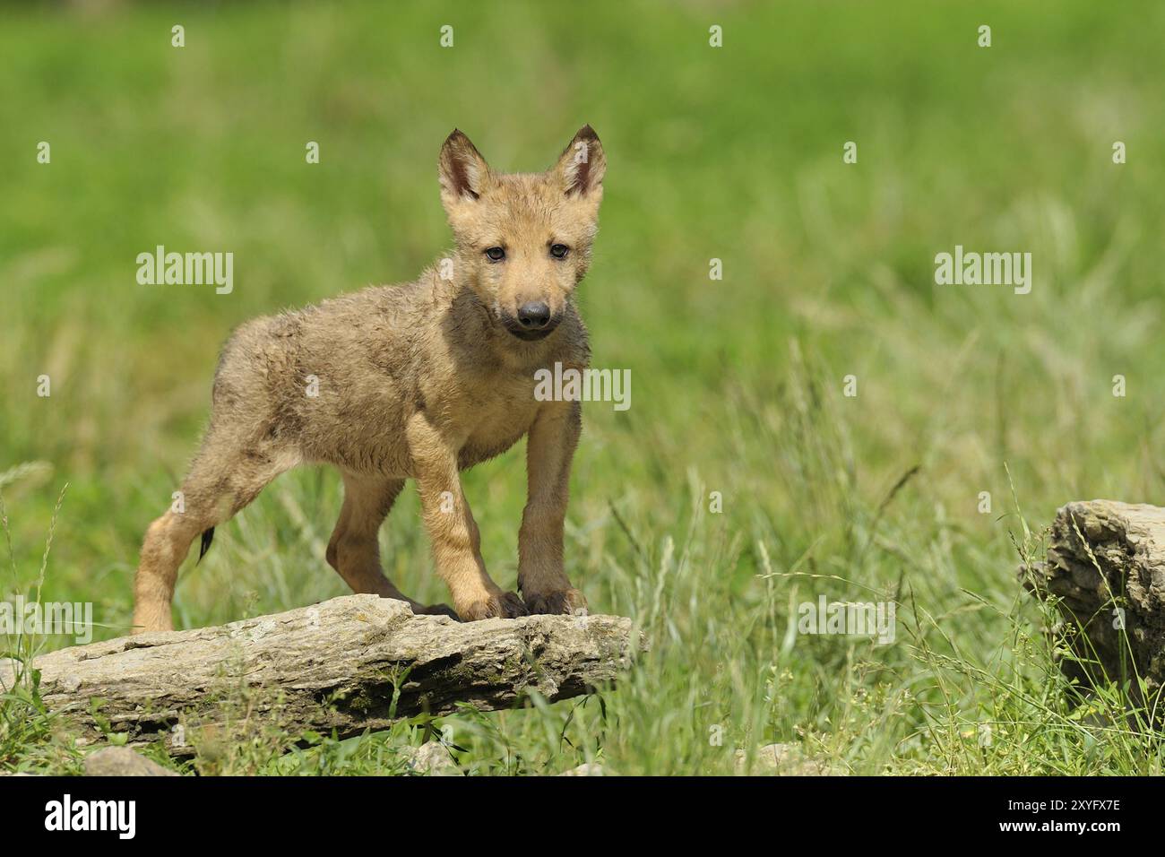 Loup gris européen, Canis lupus, loup européen, Allemagne, Deutschland, Europe Banque D'Images