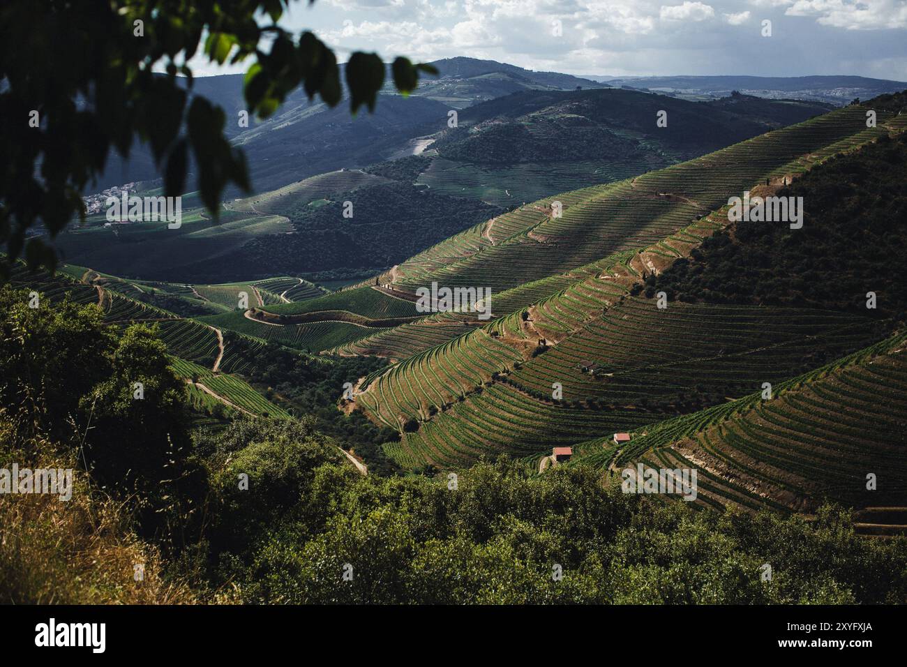 Une vue impressionnante sur les terrasses des vignobles qui traversent la vallée du Douro, au nord du Portugal. Banque D'Images