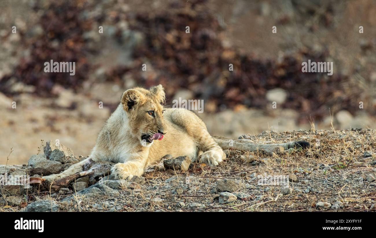 Les Lions Cubs of Gir sont la progéniture du lion asiatique, une sous-espèce en danger critique d'extinction trouvée seulement dans le parc national de la forêt de Gir dans le Gujarat, en Inde Banque D'Images