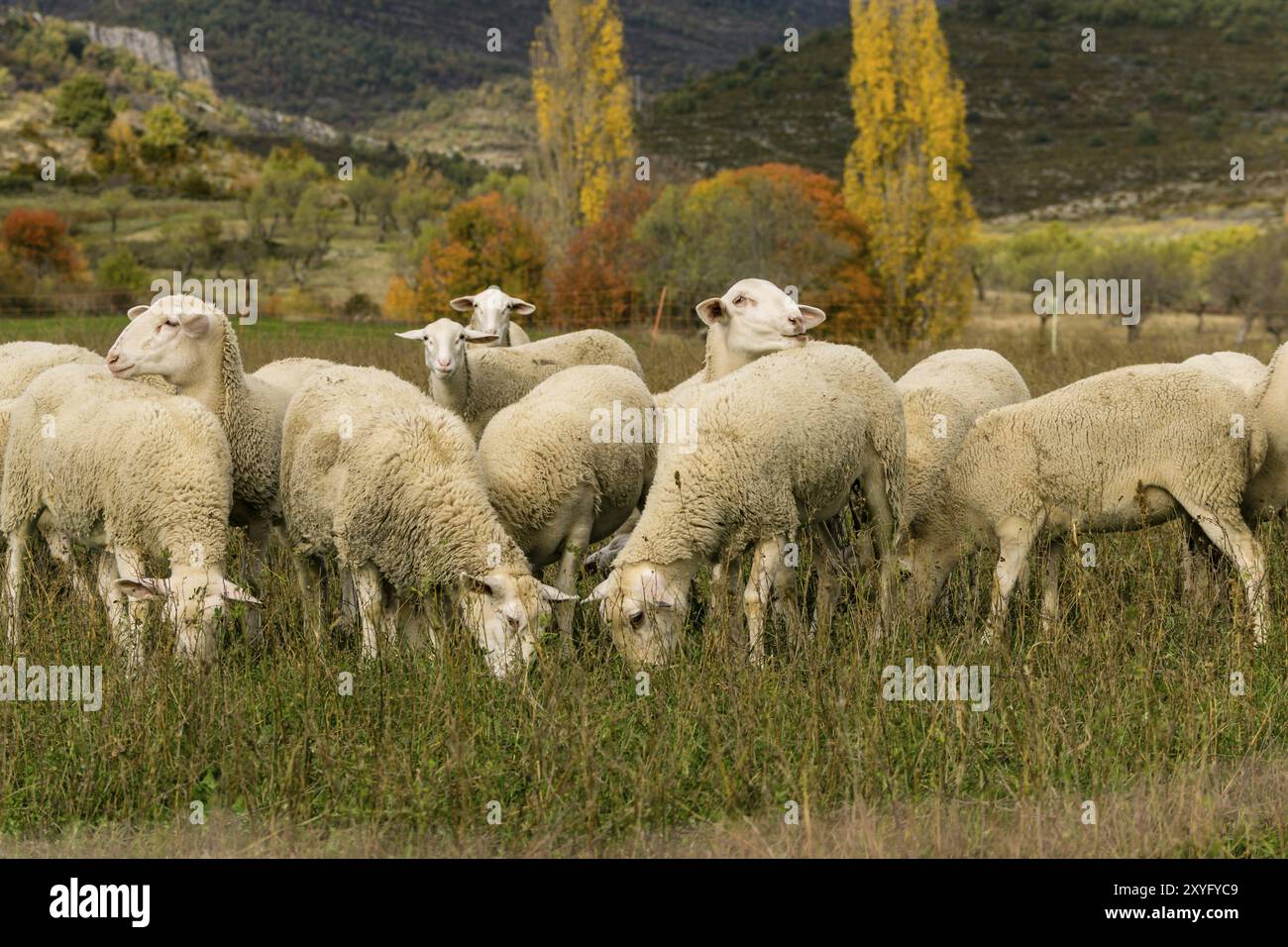 Rebano de ovejas, Santa Maria de la Nuez, Municipio de Barcabo, Sobrarbe, Provincia de Huesca, Comunidad Autonoma de Aragon, cordillera de los Pirineo Banque D'Images