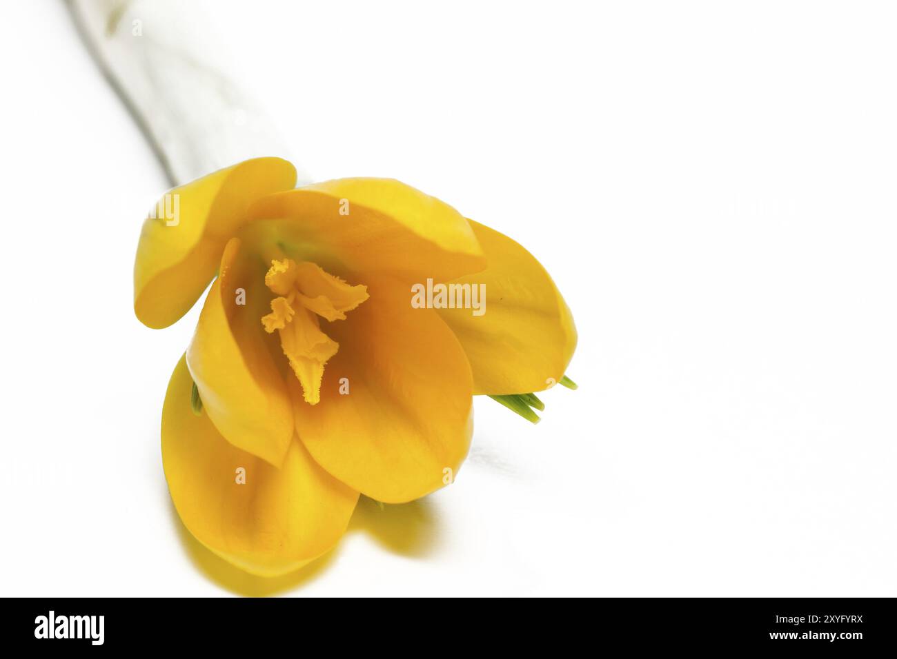 Crocus en fleur ? Crocus Stativus Banque D'Images